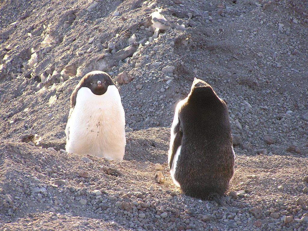 Disgruntled penguin is disgruntled.
